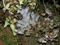 Peltigerales