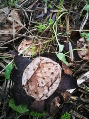 Myriostoma coliforme