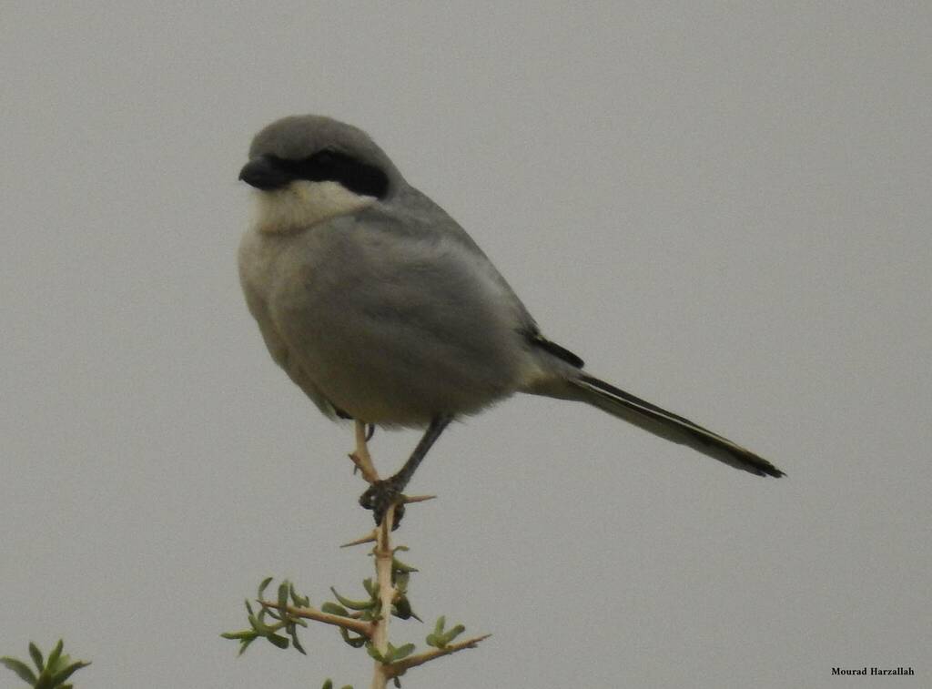 North-West African Grey Shrike