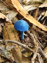 Entoloma hochstetteri