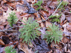 Dendrolycopodium