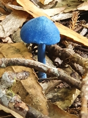 Entoloma hochstetteri