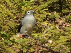 Melaenornis fischeri