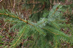 Picea omorika