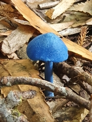 Entoloma hochstetteri