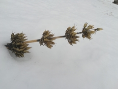 Gentiana lutea lutea