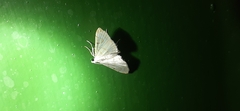 Neurophyseta rufalis