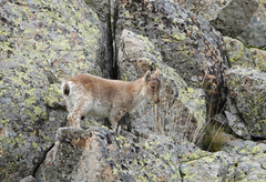 Capra pyrenaica victoriae