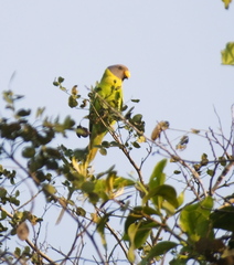 Psittacula cyanocephala