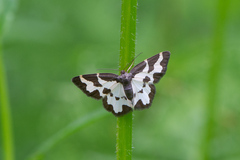 Lomaspilis marginata