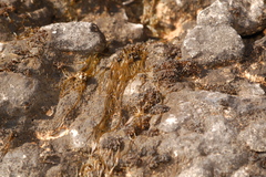 Nostoc flagelliforme