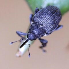 Ceutorhynchus obstrictus