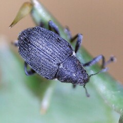 Ceutorhynchus obstrictus