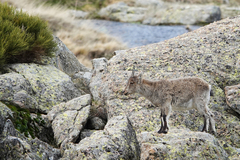 Capra pyrenaica victoriae