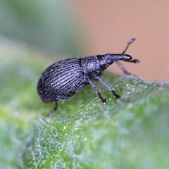 Perapion curtirostre