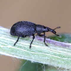 Perapion curtirostre