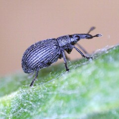 Perapion curtirostre