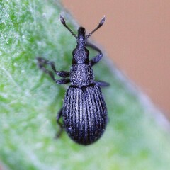 Perapion curtirostre