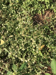 Alternanthera ficoidea