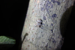 Prosoplus bankii