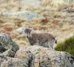 Capra pyrenaica victoriae