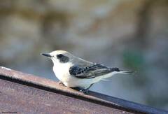 Oenanthe hispanica