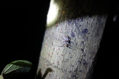 Prosoplus bankii