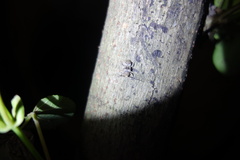 Prosoplus bankii