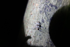 Prosoplus bankii