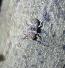 Prosoplus bankii