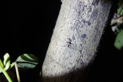 Prosoplus bankii