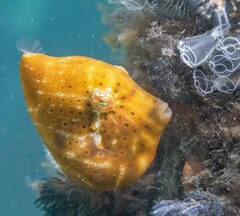 Brachaluteres jacksonianus