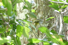 Nicator chloris