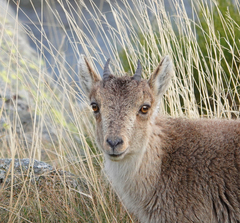 Capra pyrenaica victoriae