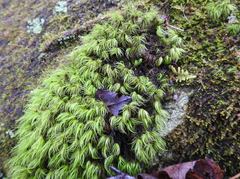 Dicranum fuscescens