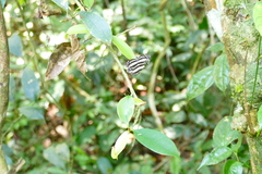 Pseudoneptis bugandensis