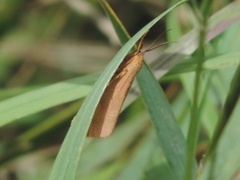 Virbia aurantiaca