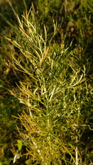 Adonis vernalis