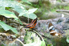 Charaxes cynthia