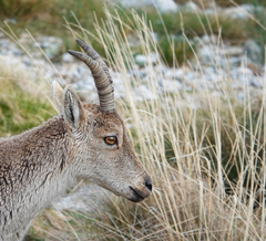 Capra pyrenaica victoriae