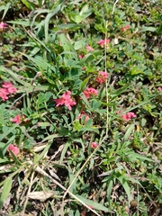 Indigofera spicata