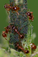 Myrmica