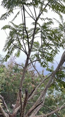 Zanthoxylum ailanthoides