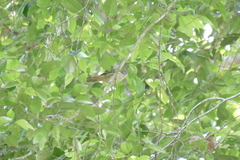 Phyllastrephus scandens