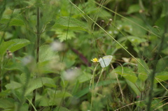 Eurema elathea