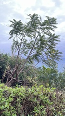 Zanthoxylum ailanthoides