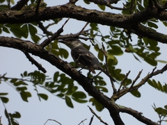 Pericrocotus divaricatus