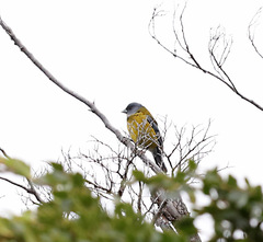 Phrygilus patagonicus