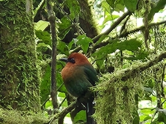 Electron platyrhynchum