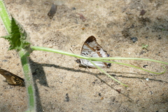 Charaxes thysi